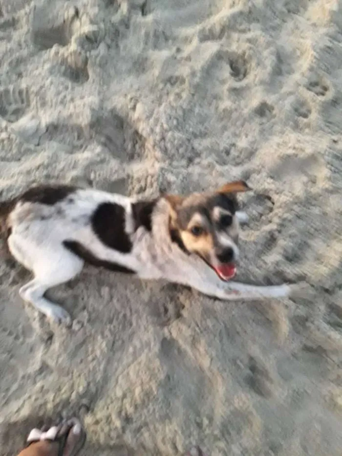Cachorro raça Mestiça de Boiadeiro Australia idade 2 anos nome Amy