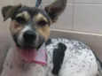 Amy