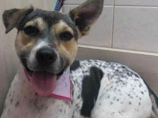 Cachorro raça Mestiça de Boiadeiro Australia idade 2 anos nome Amy