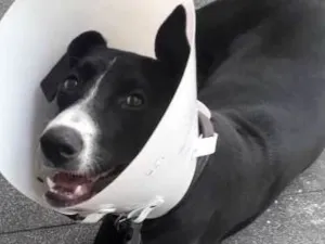 Cachorro raça Indefinida idade 7 a 11 meses nome Pretinha