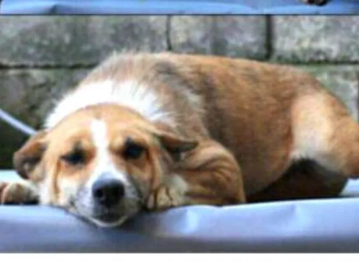Cachorro ra a  idade 6 ou mais anos nome Lupita 