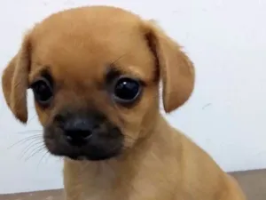 Cachorro raça Lhasa Apso com Shitzu idade Abaixo de 2 meses nome Princesa