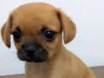 Princesa