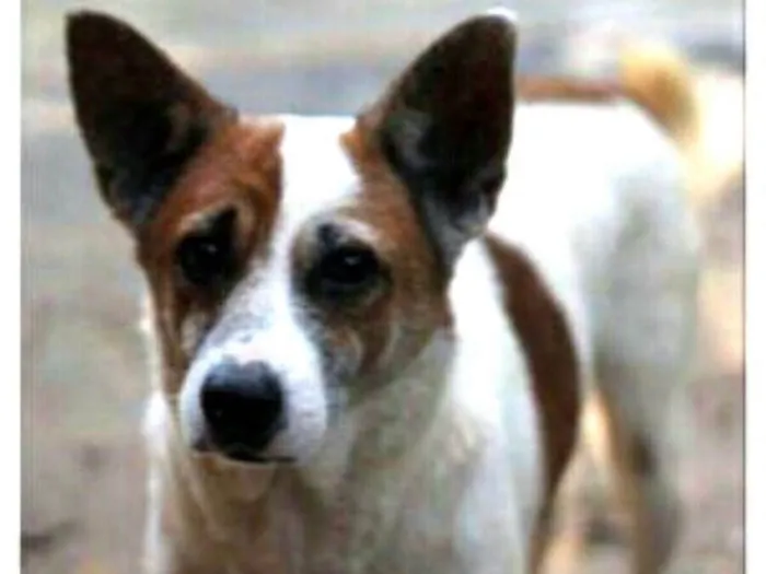 Cachorro ra a  idade 6 ou mais anos nome Sobradinho 