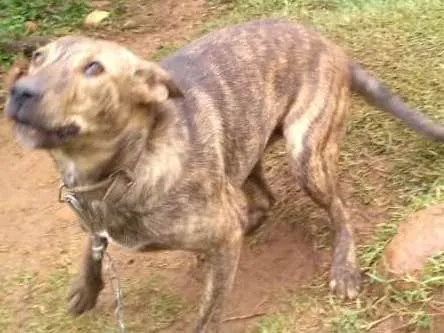 Cachorro ra a SRD idade 1 ano nome Maju