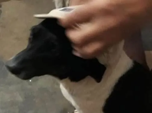 Cachorro ra a Mestiça idade 6 ou mais anos nome Pretinha