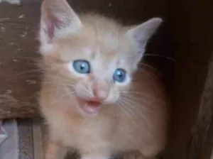 Gato raça  idade Abaixo de 2 meses nome Sem nomes