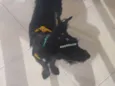 Pretinha