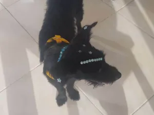 Cachorro raça Sem Raça Definida idade 2 anos nome Pretinha