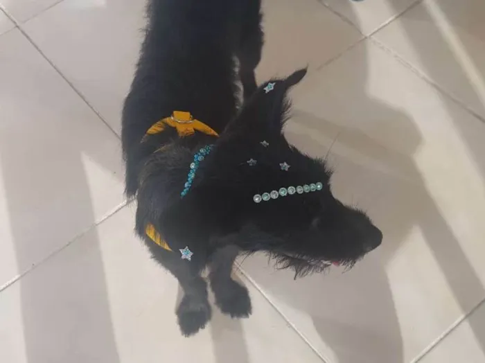 Cachorro ra a Sem Raça Definida idade 2 anos nome Pretinha