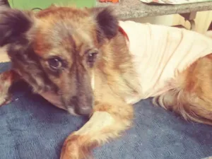 Cachorro raça Srd idade 3 anos nome Loirinha