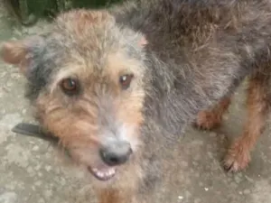 Cachorro raça Srd idade 3 anos nome Lobinho