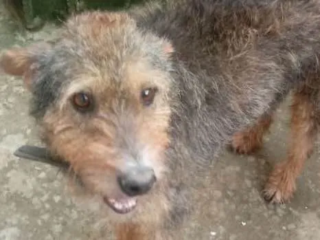 Cachorro ra a Srd idade 3 anos nome Lobinho