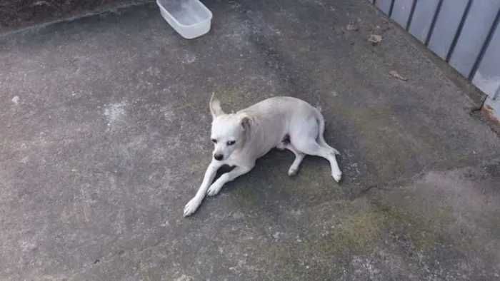 Cachorro ra a pinscher idade 1 ano nome Docinho