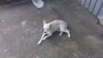 Docinho