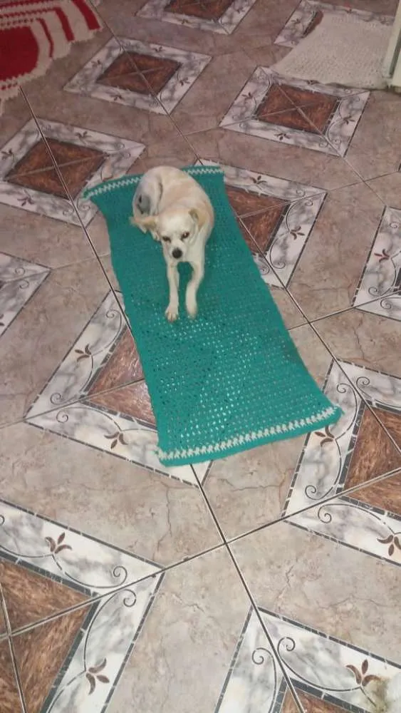 Cachorro ra a pinscher idade 1 ano nome Docinho