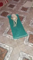 Docinho