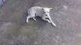 Docinho