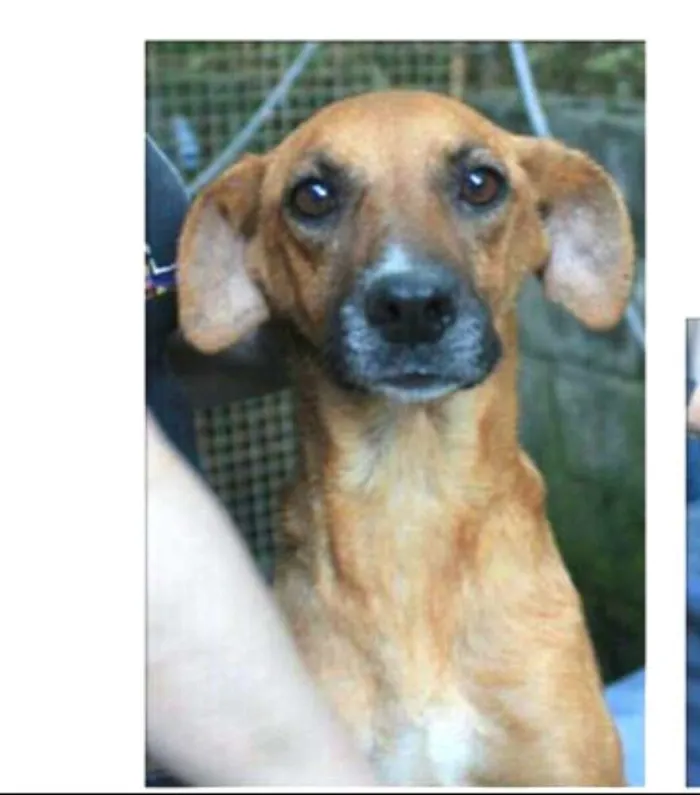 Cachorro ra a  idade 5 anos nome Julie 