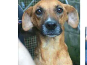 Cachorro raça  idade 5 anos nome Julie 
