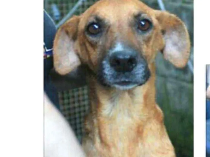 Cachorro ra a  idade 5 anos nome Julie 