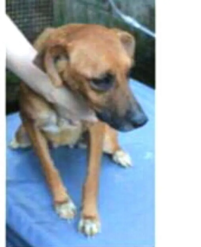 Cachorro ra a  idade 5 anos nome Julie 