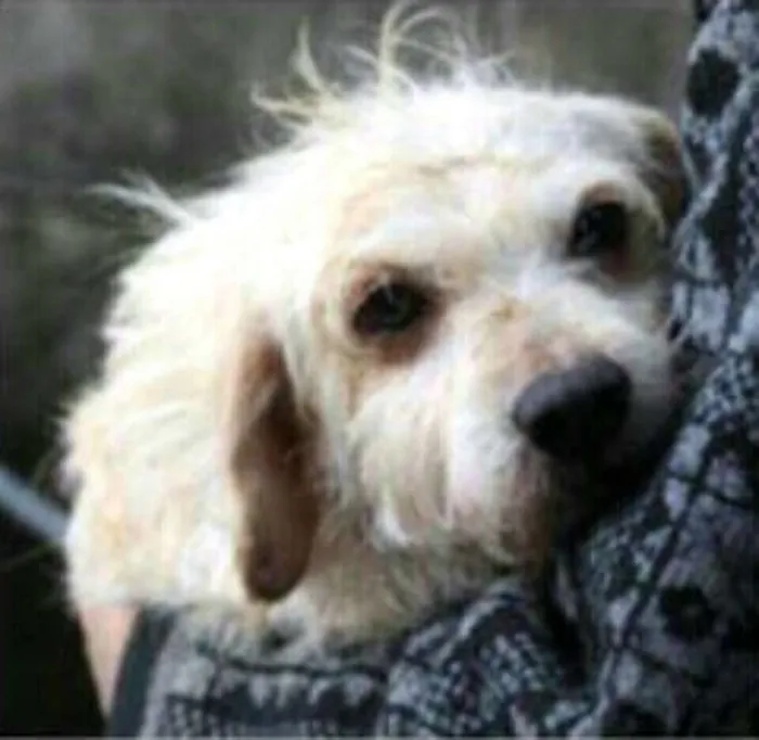 Cachorro ra a Labrador  idade 6 ou mais anos nome Gaspar 