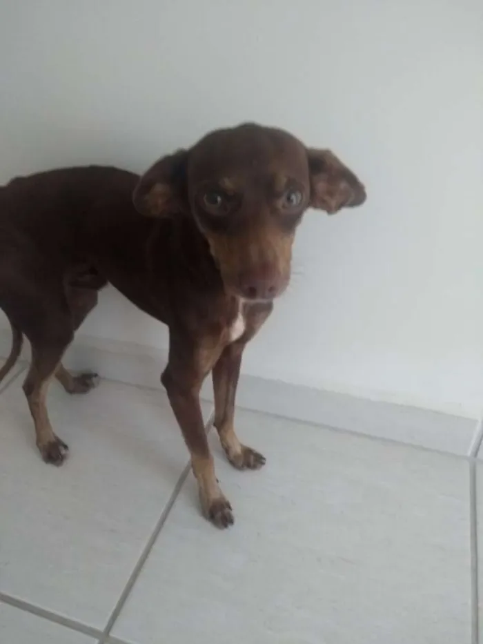 Cachorro ra a Pinscher idade 1 ano nome Chocolate