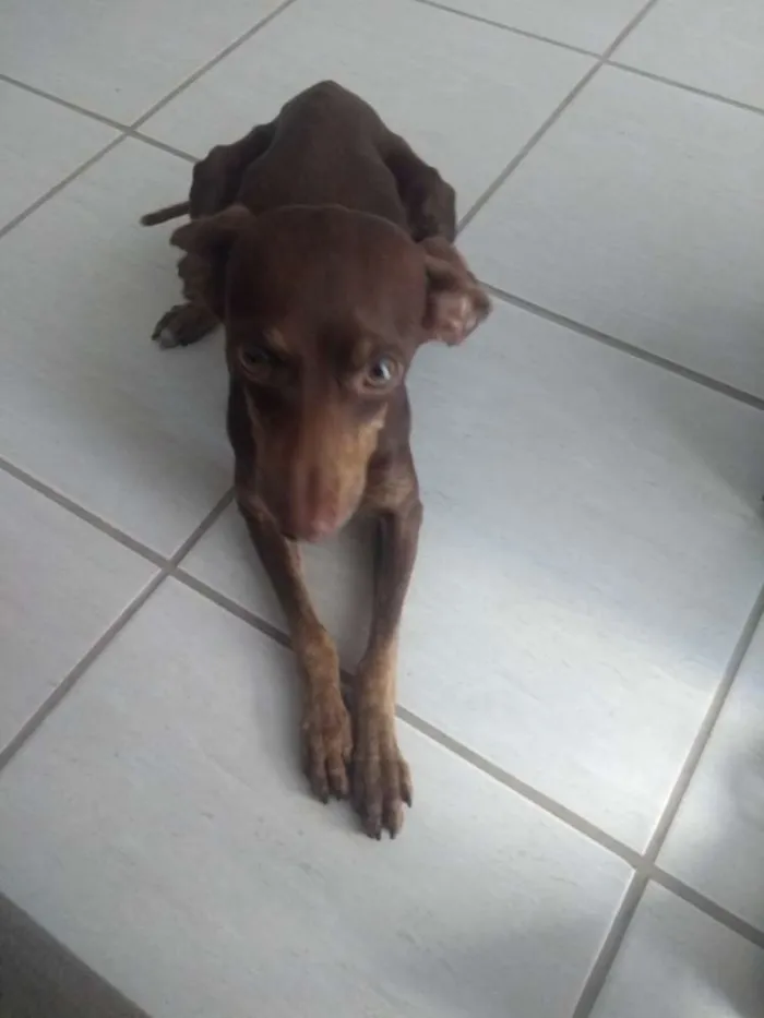 Cachorro ra a Pinscher idade 1 ano nome Chocolate