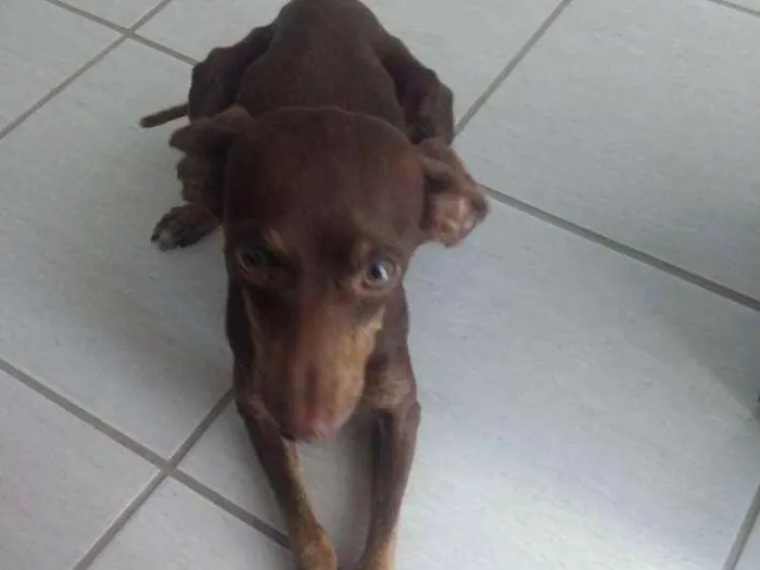 Cachorro ra a Pinscher idade 1 ano nome Chocolate