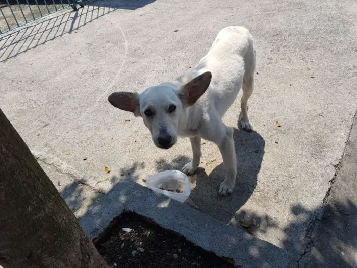Cachorro ra a SRD idade 1 ano nome Branca