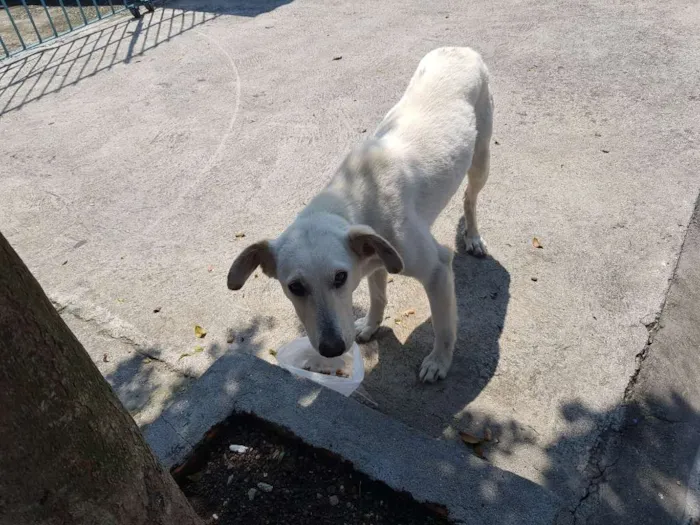 Cachorro ra a SRD idade 1 ano nome Branca