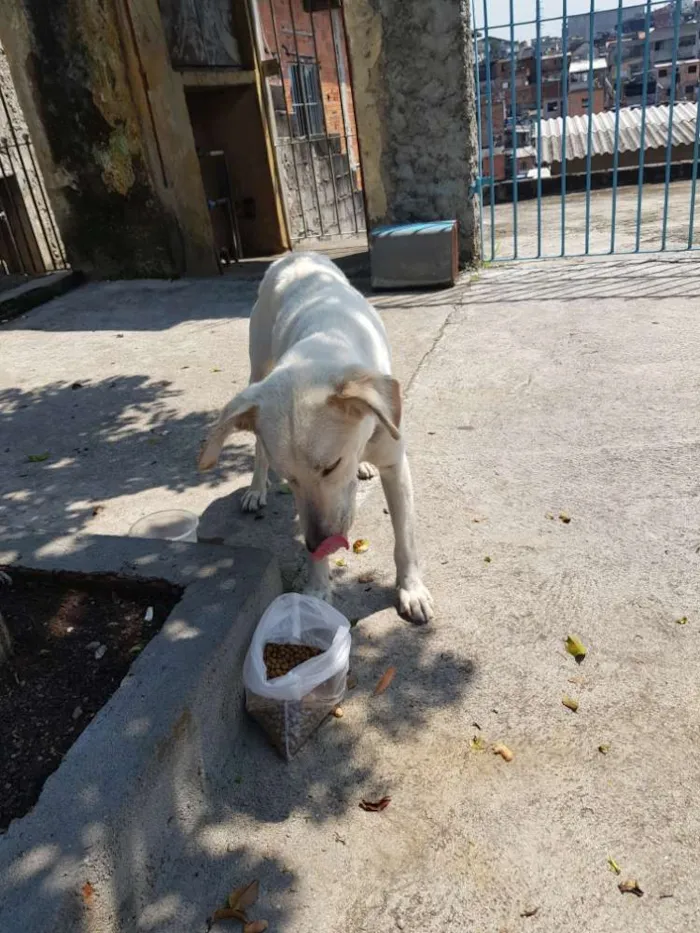Cachorro ra a SRD idade 1 ano nome Branca