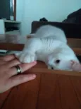 Mey