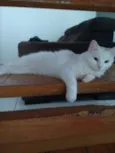 Mey