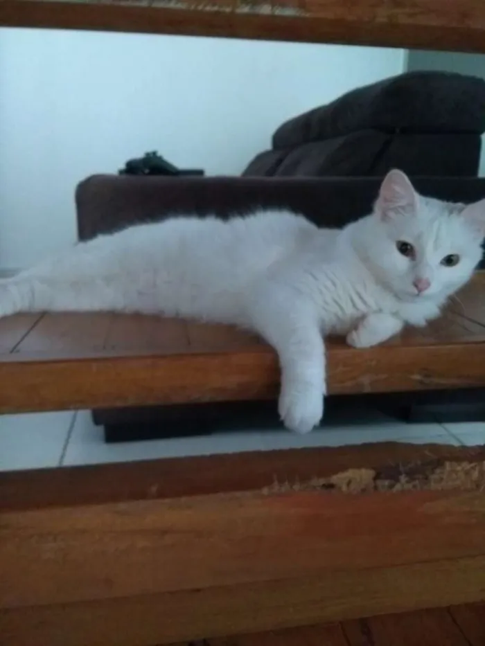 Gato ra a Sem raça definida idade 1 ano nome Mey