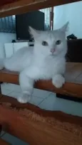 Mey