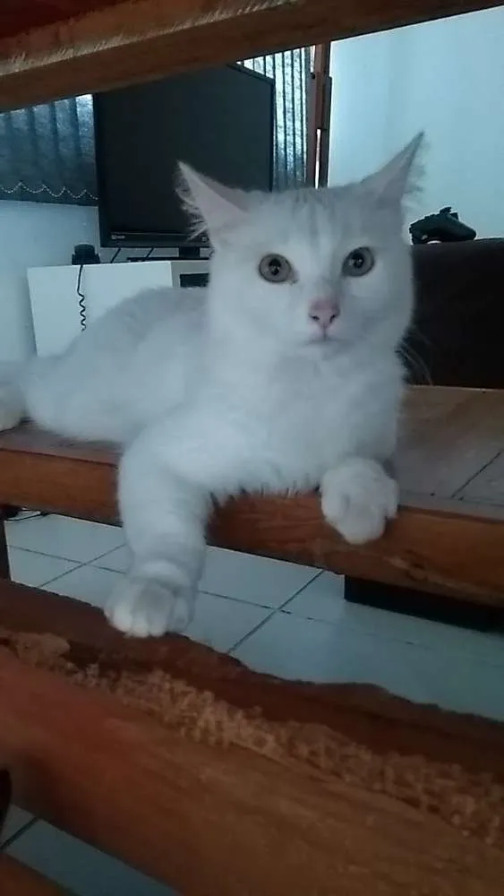 Gato ra a Sem raça definida idade 1 ano nome Mey