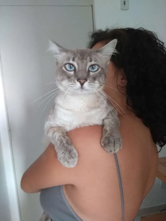 Gato ra a Sem raça definida idade 1 ano nome Netuno