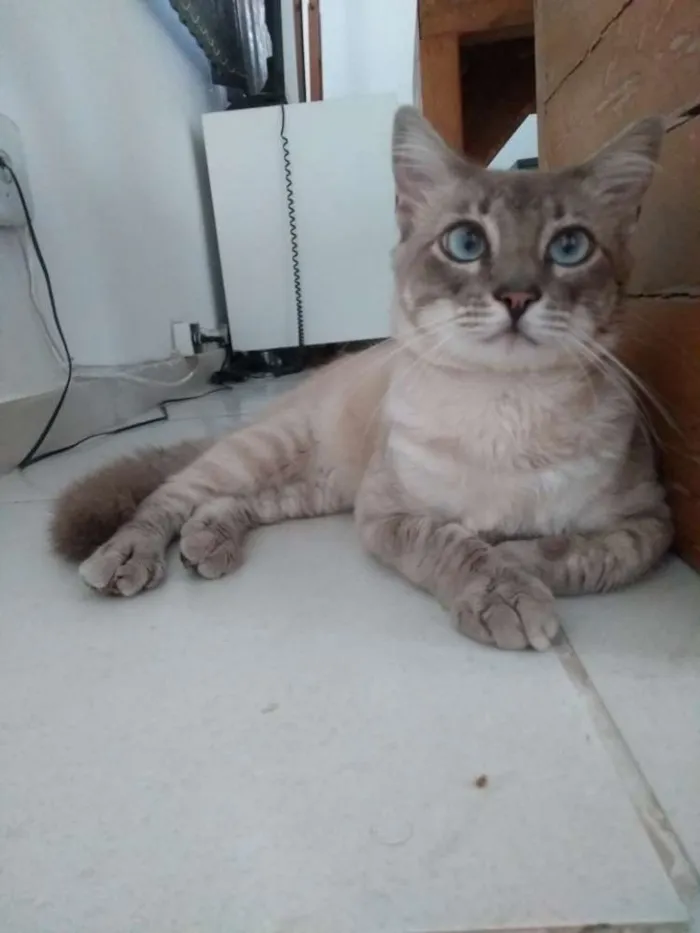 Gato ra a Sem raça definida idade 1 ano nome Netuno