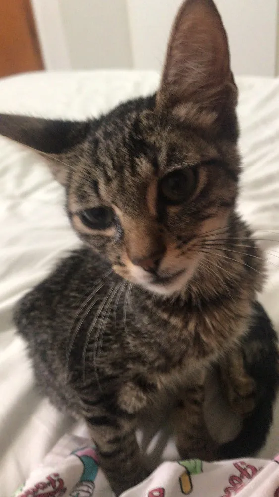 Gato ra a Vira lata  idade 2 a 6 meses nome Não tem 