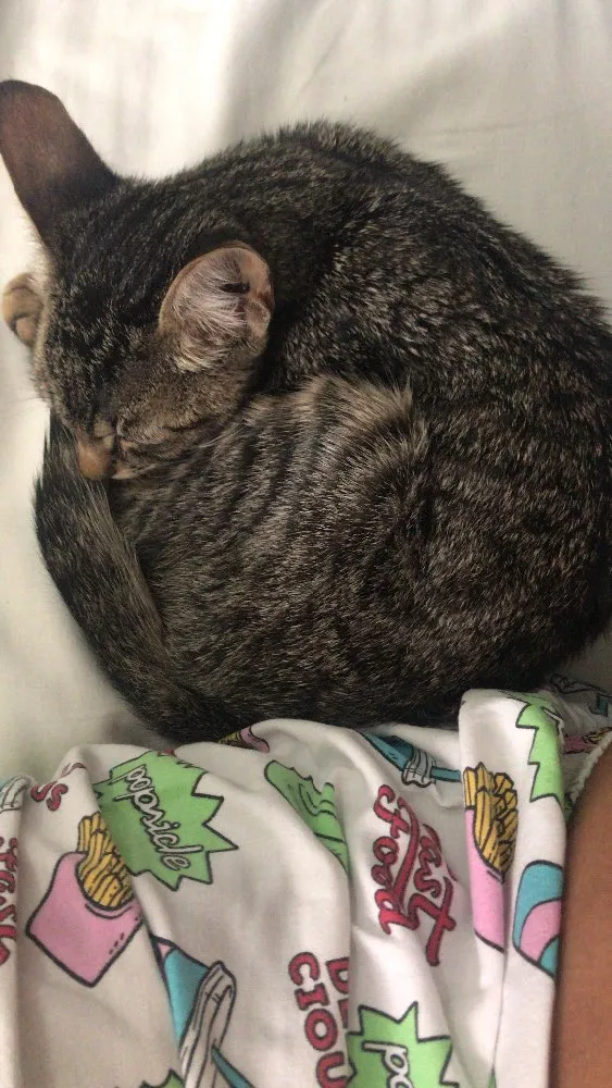 Gato ra a Vira lata  idade 2 a 6 meses nome Não tem 
