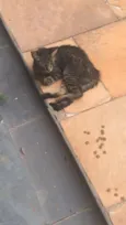 Não tem