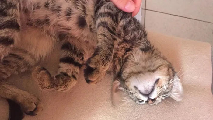 Gato ra a Vira lata  idade 2 a 6 meses nome Não tem 
