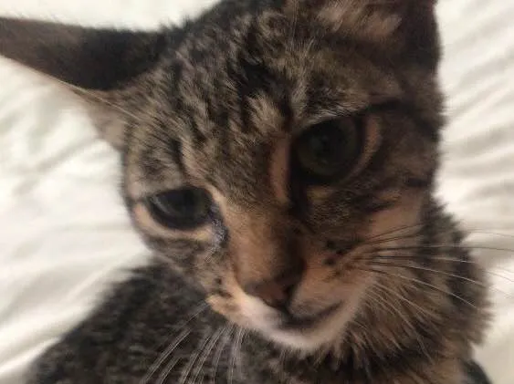 Gato ra a Vira lata  idade 2 a 6 meses nome Não tem 