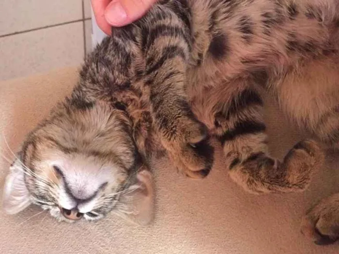 Gato ra a Vira lata  idade 2 a 6 meses nome Não tem 