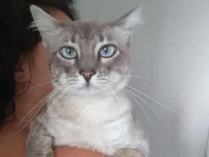 Gato raça Sem raça definida idade 1 ano nome Netuno