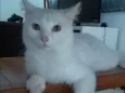 Mey