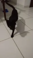 SISI