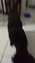 SISI